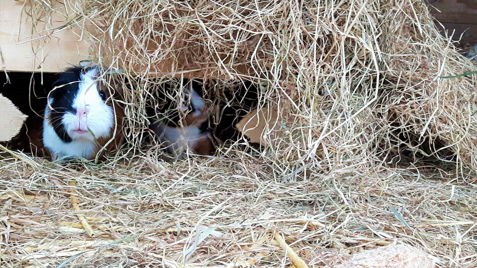 Cavia tussen het hooi bij Kinderboerderij De Bokkesprong