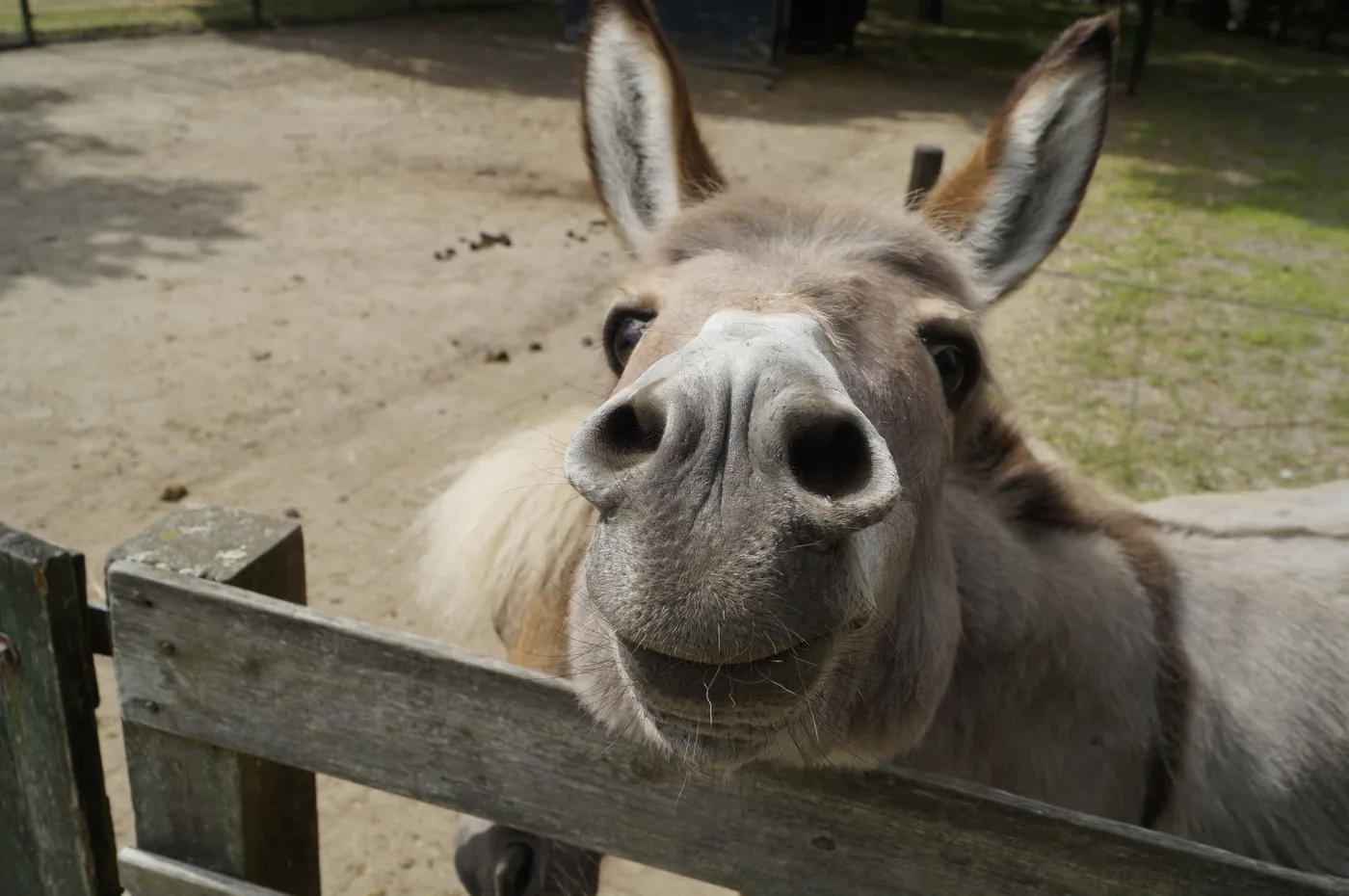 Ezel Elske bij Kinderboerderij De Bokkesprong