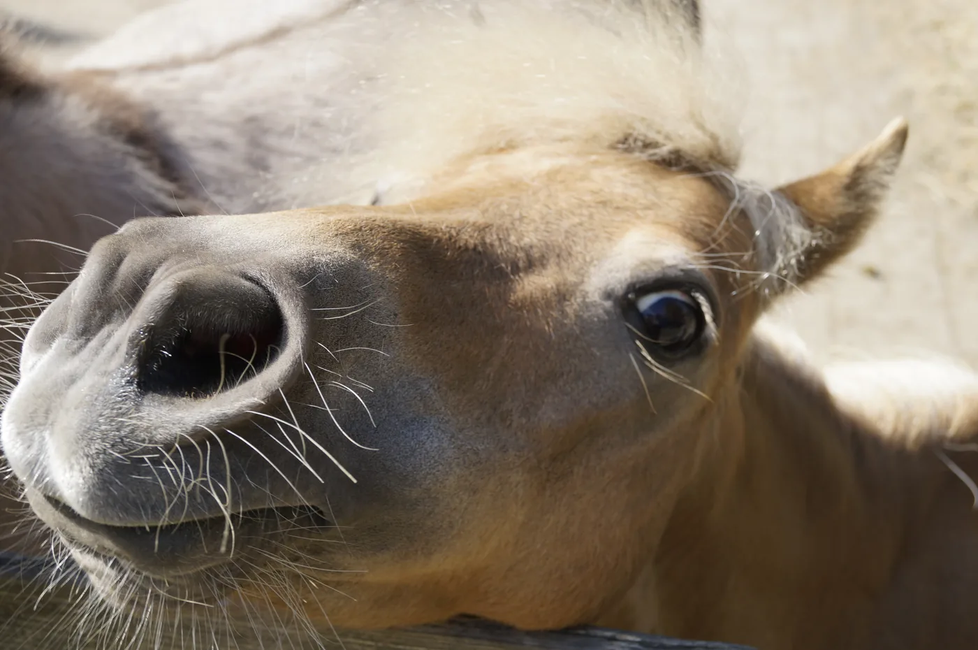 Pony Flair bij Kinderboerderij De Bokkesprong