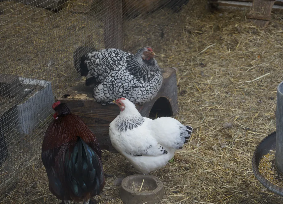 De kippen van Kinderboerderij De Bokkesprong