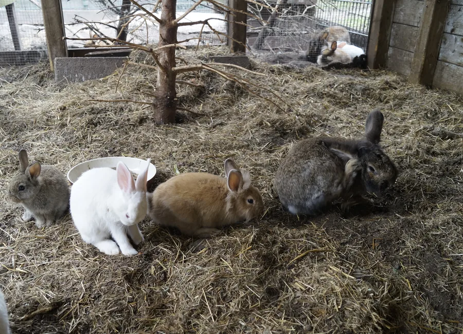 De konijnen van Kinderboerderij De Bokkesprong
