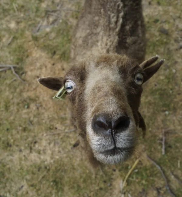 Schaap Mientje bij Kinderboerderij De Bokkesprong