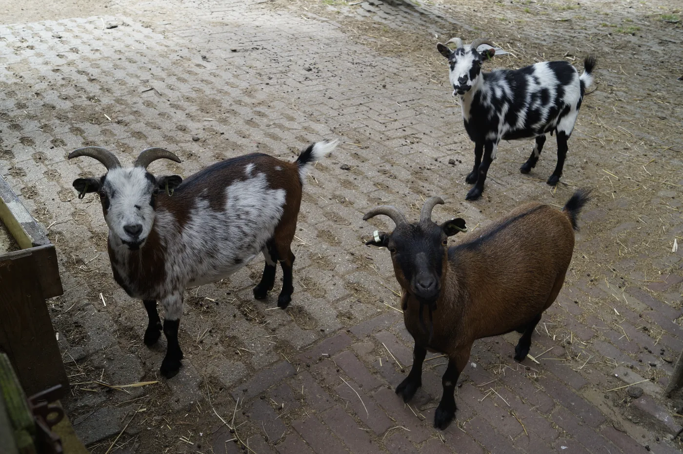 De geiten Othje, Evy en Noortje bij Kinderboerderij De Bokkesprong