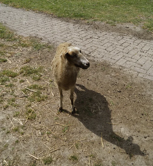 Schaap Sientje bij Kinderboerderij De Bokkesprong