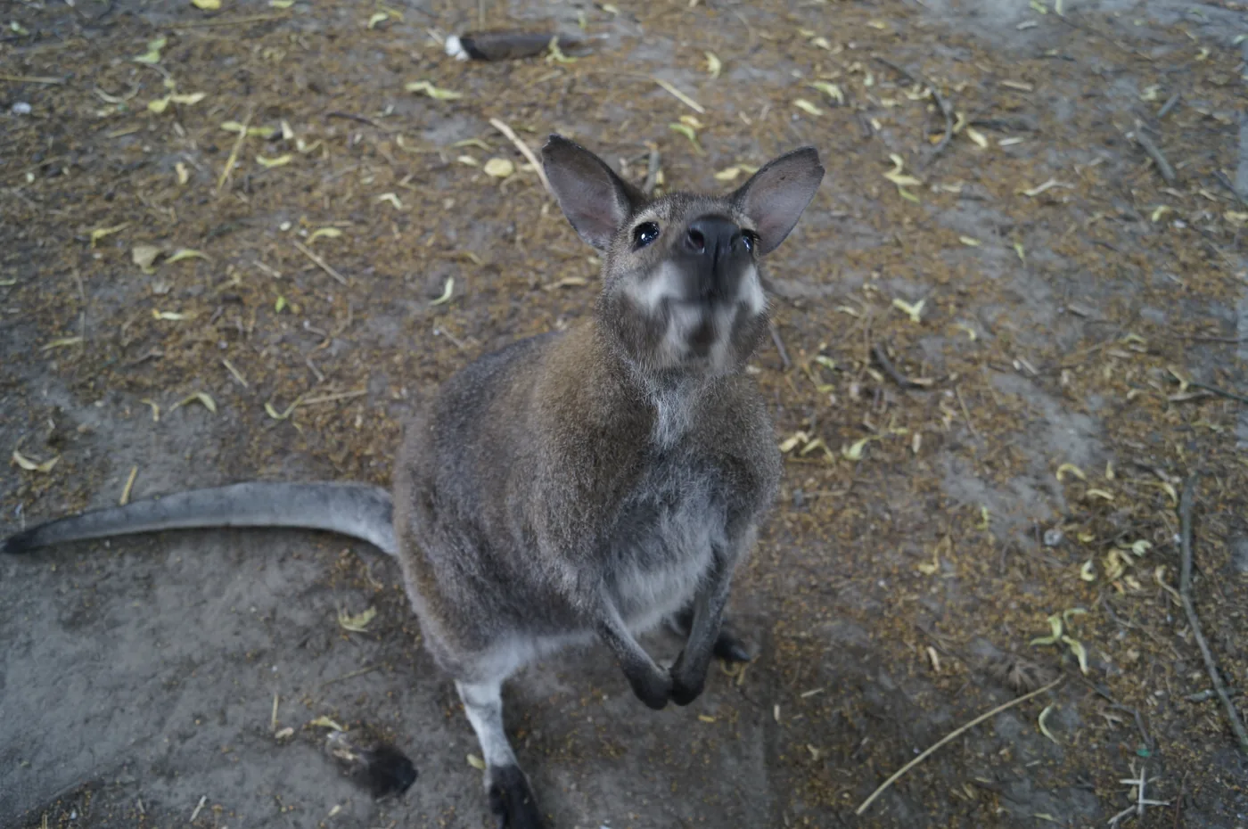 Wallaby Skippy bij Kinderboerderij De Bokkesprong
