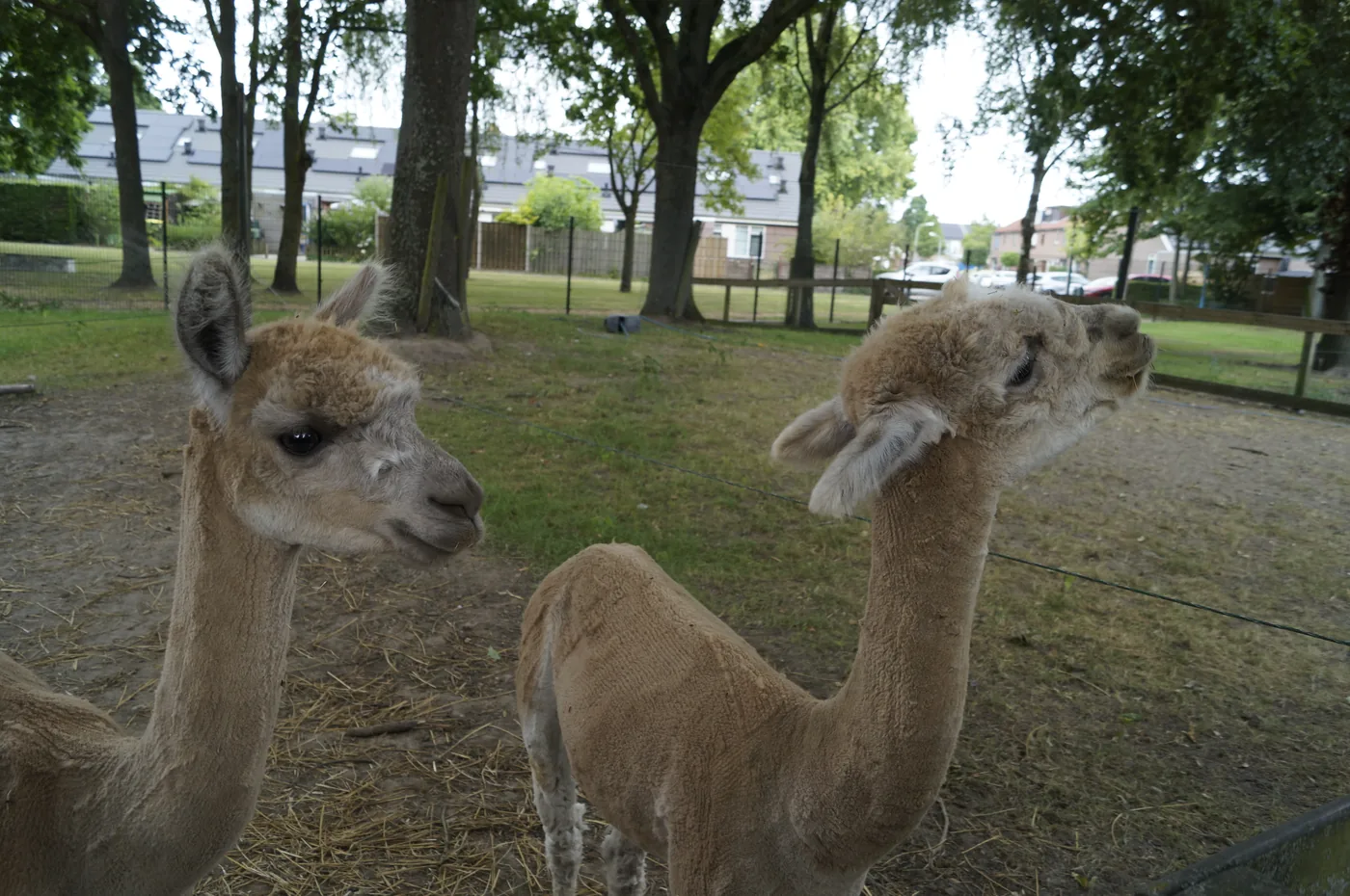 Alpaca’s Victor en Pablo bij Kinderboerderij De Bokkesprong